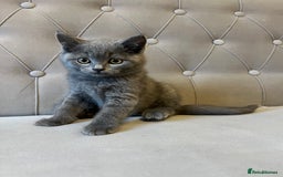 Scottish Fold cats for sale: Amazing Kittens Waiting for You! Just 2 left🥰 - Image 5