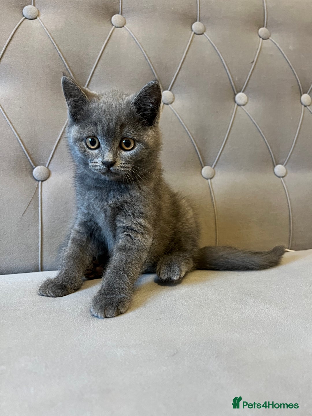 Scottish Fold cats for sale: Amazing Kittens Waiting for You! Just 2 left🥰 - Image 5