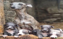 Whippet dogs for sale: ⭐️ Whippet puppies ⭐️ - Image 2