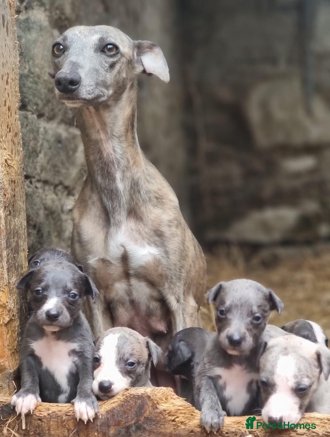 Whippet dogs for sale: ⭐️ Whippet puppies ⭐️ - Image 2