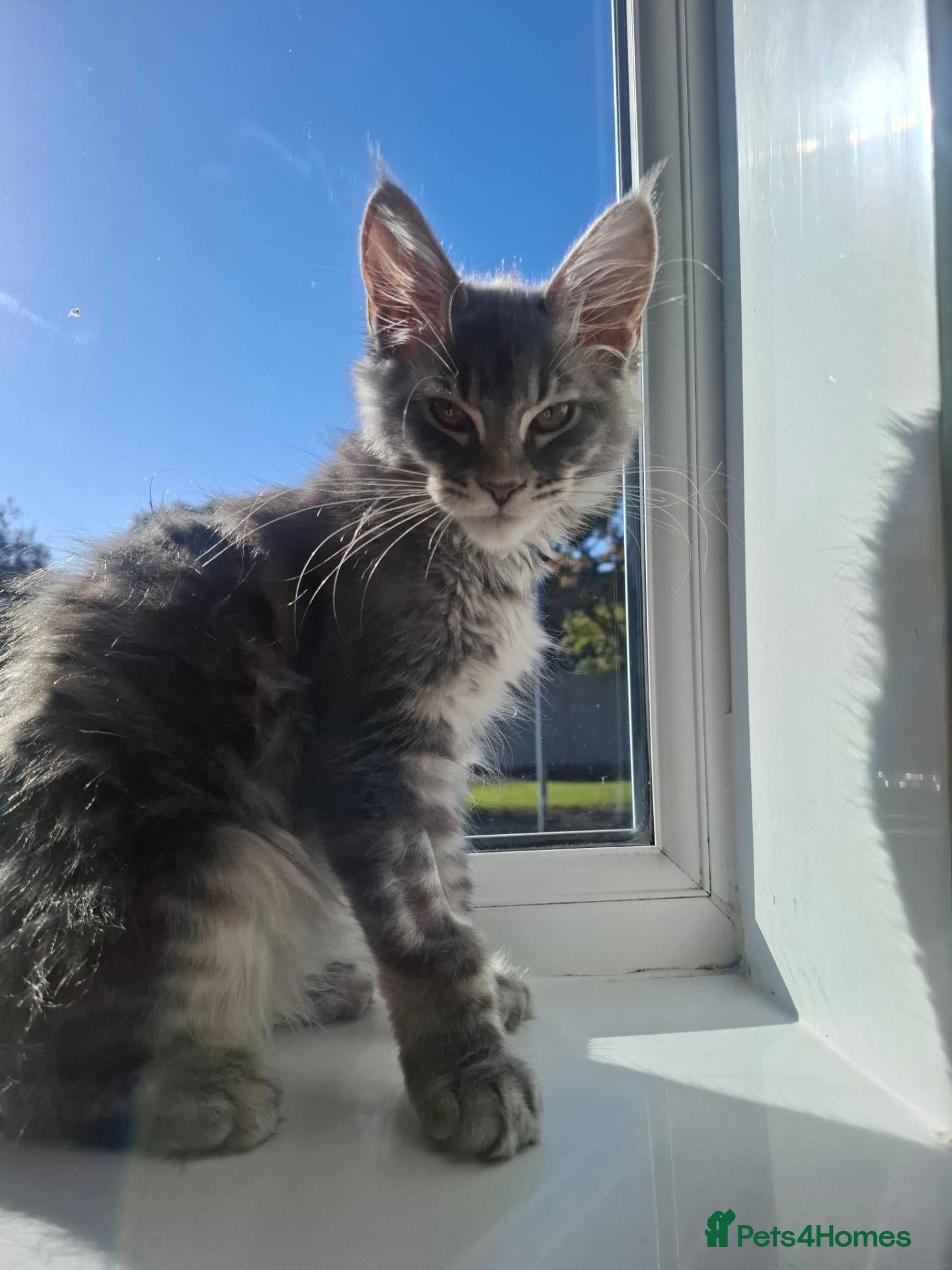 Maine Coon cats TICA registered Maine coon kittens - Advert 1