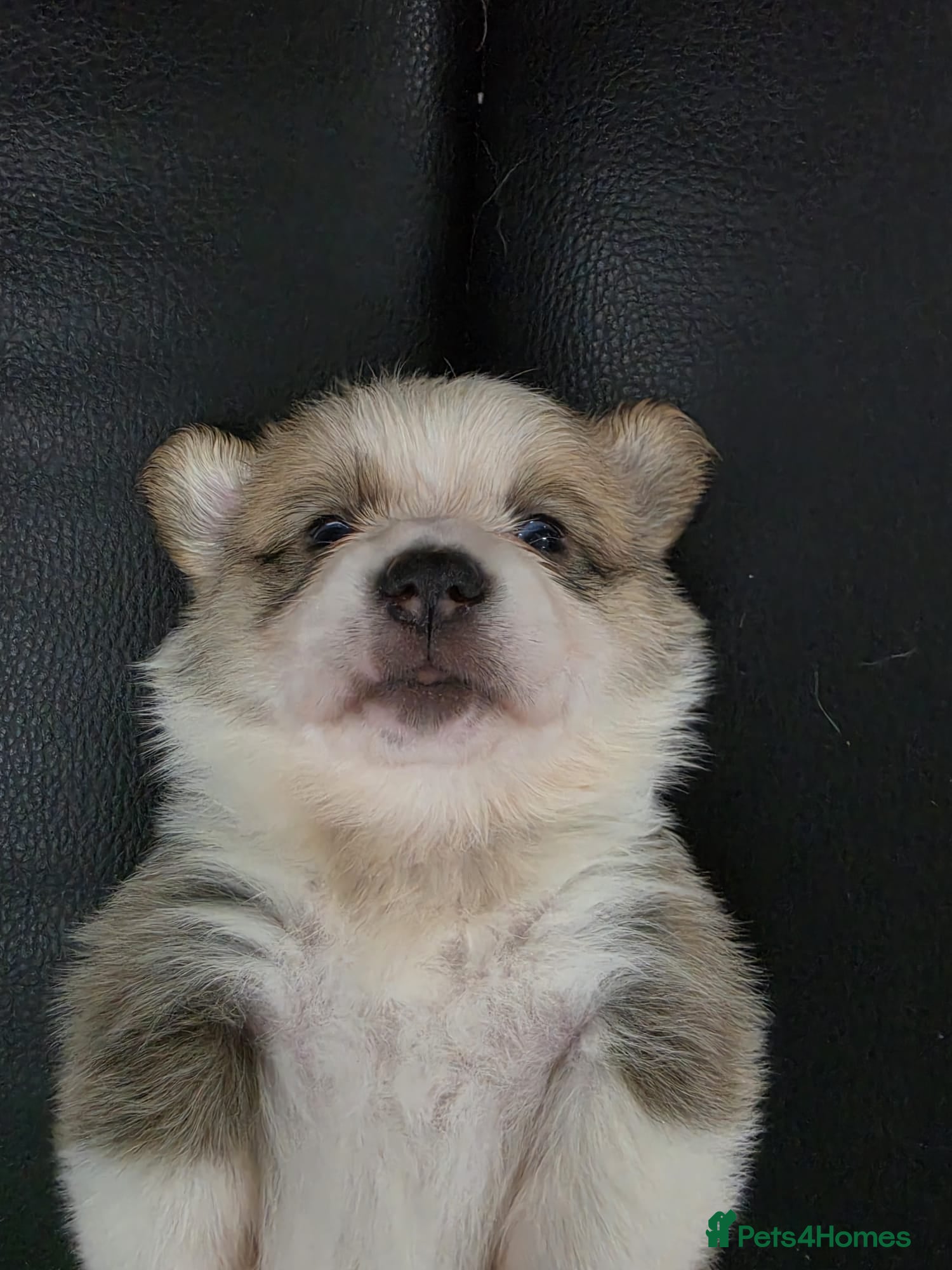 Welsh Corgi Pembroke dogs KC Welsh Pembroke Corgi Puppies  - Advert 13