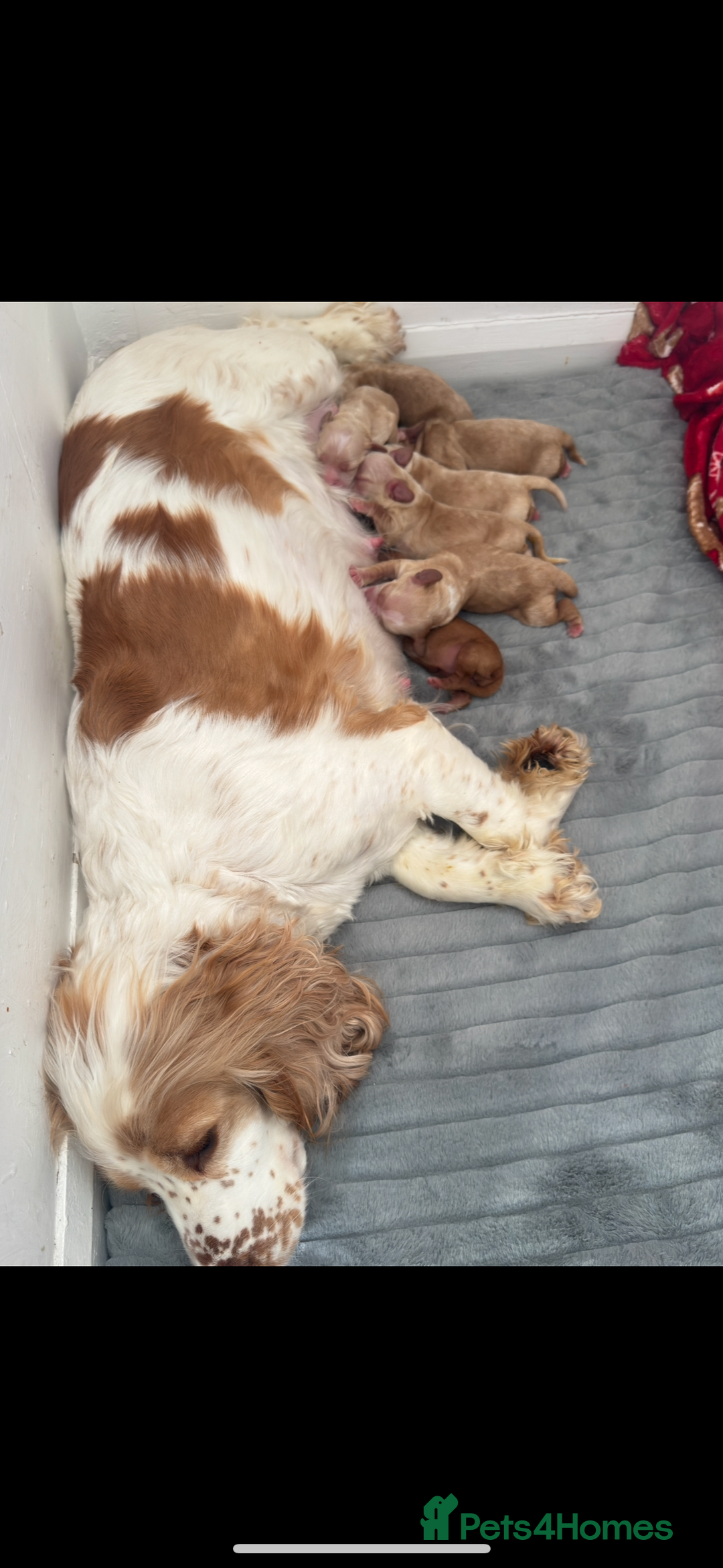 Cocker Spaniel dogs for sale: Beautiful litter of cocker spaniels  - Advert 12