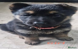 German Shepherd dogs for sale: KC registered German Shepherd puppies  - Image 18