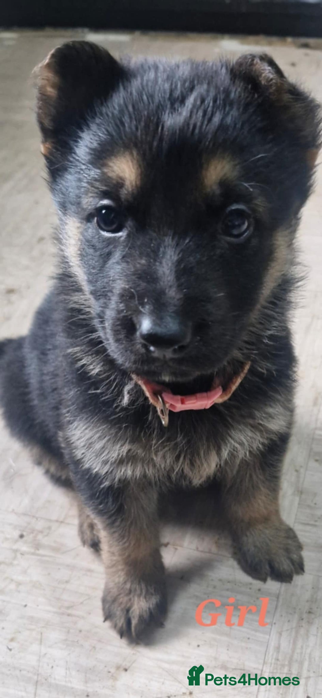 German Shepherd dogs for sale: KC registered German Shepherd puppies  - Image 18