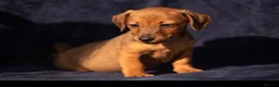 Jackshund dogs for sale: Beautiful family dogs in Bridgwater - Advert 6