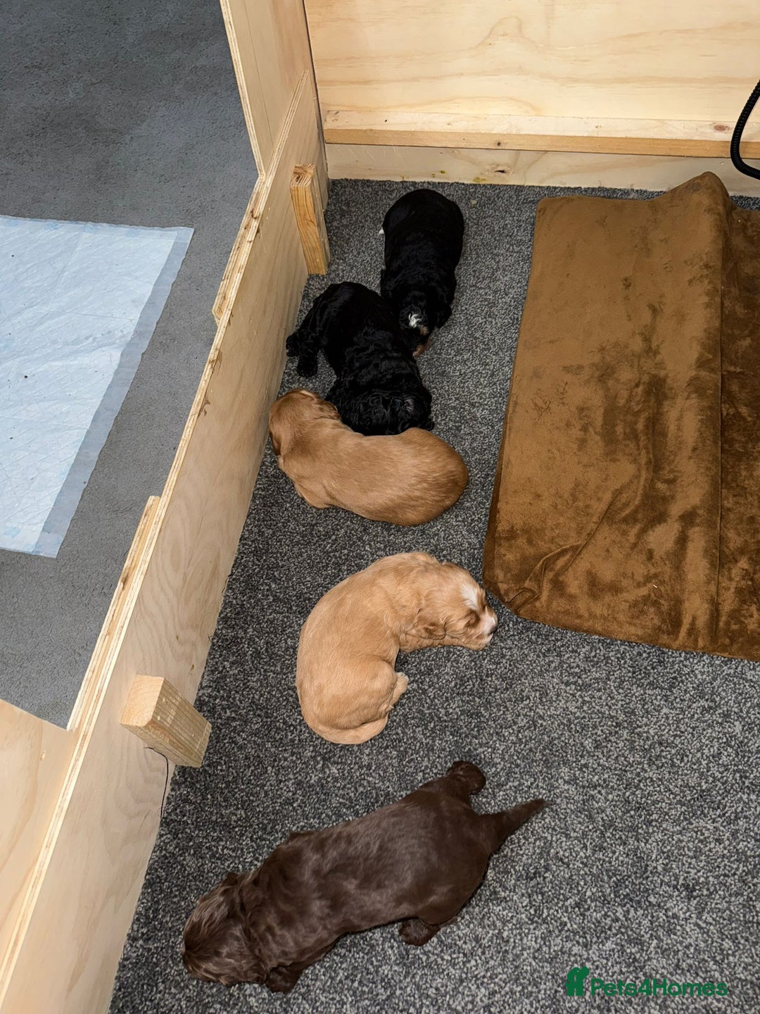 Cockapoo dogs for stud: Cockapoo For Stud in Northampton - Image 8