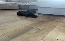 Cockapoo dogs for sale: 6 black cockapoos - Image 7
