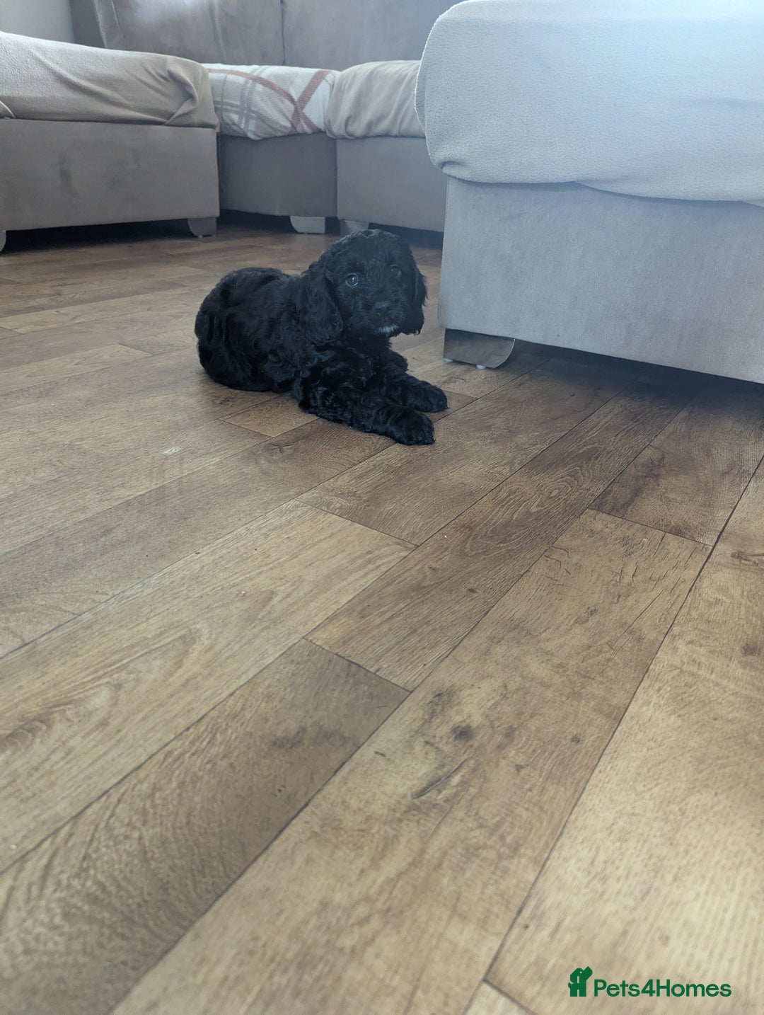 Cockapoo dogs for sale: 6 black cockapoos - Image 7