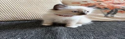 Ragdoll cats for sale: 2 ragdoll kittens.  One male and one female.  - Advert 3