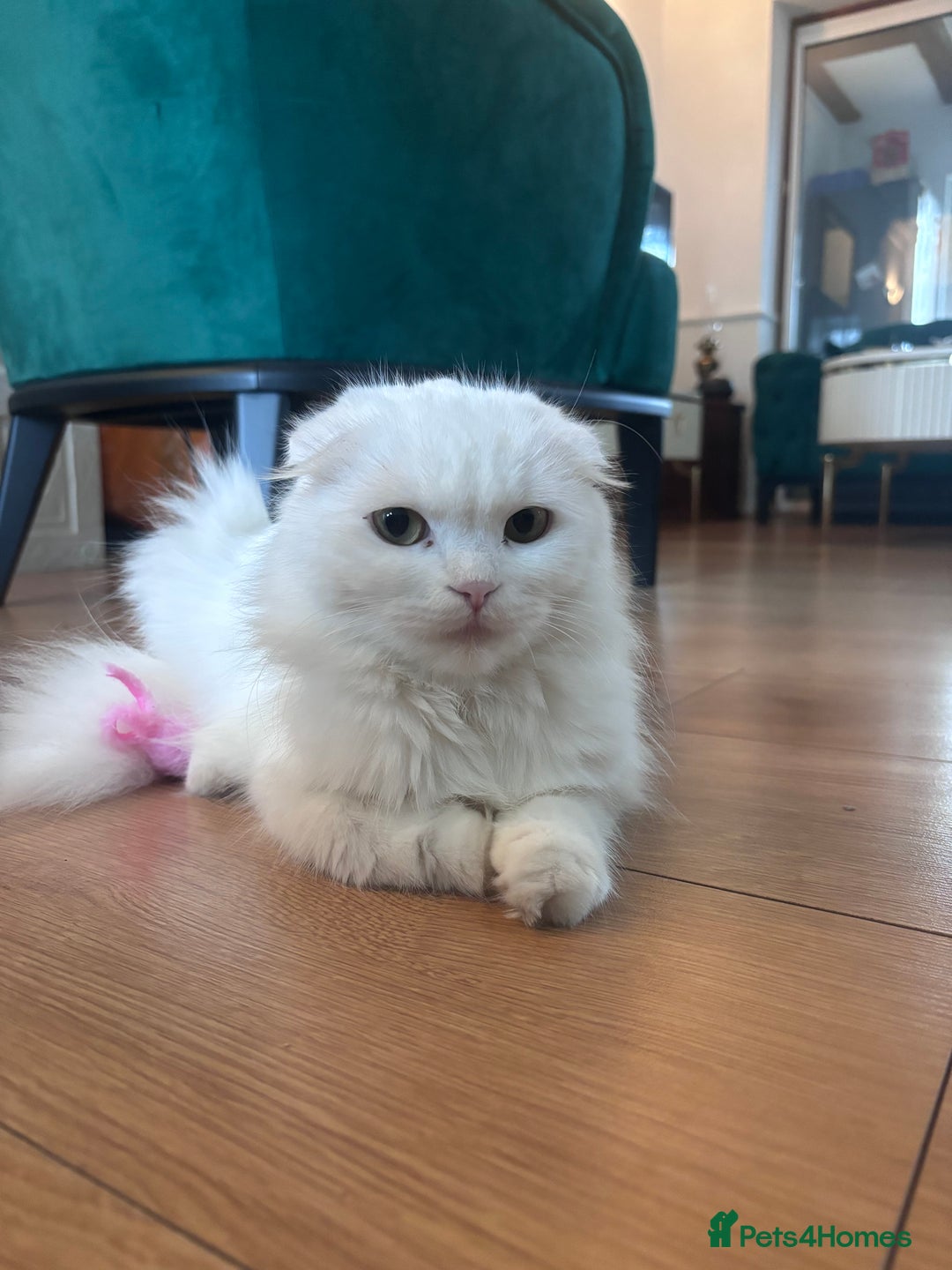 Scottish Fold cats for sale: Scottish fold kittens for sale ready to leave  - Advert 11