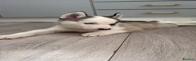 Siberian Husky Puppy 1
