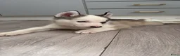 Siberian Husky dogs for sale: Siberian Huskies  - Advert 2