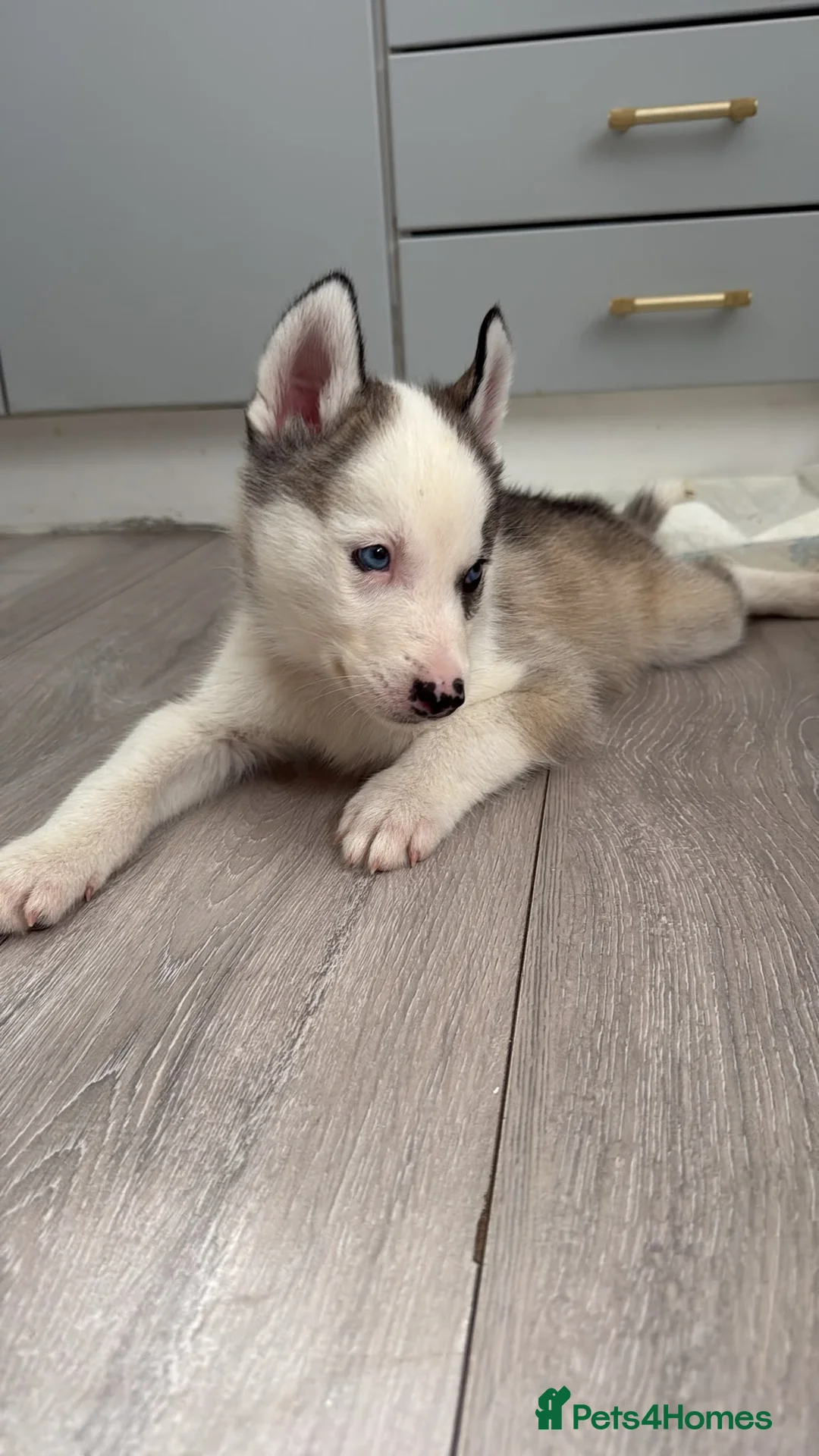 Siberian Husky dogs for sale: Siberian Huskies  - Advert 2