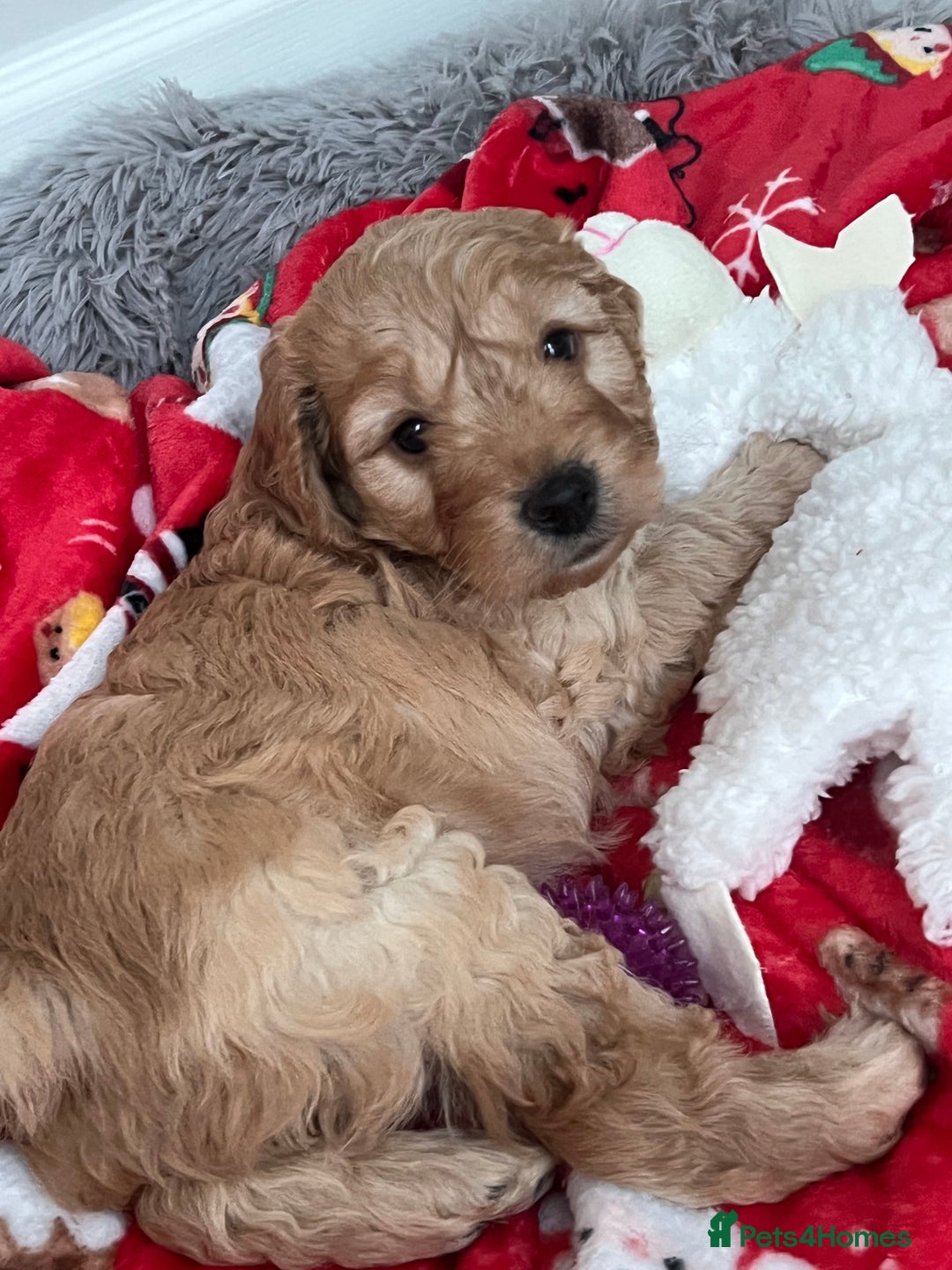 Cockapoo dogs for sale: Adorable beautiful f1 cockerpoo pups - Advert 1