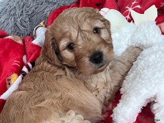 Cockapoo dogs Adorable beautiful f1 cockerpoo pups - Advert 2