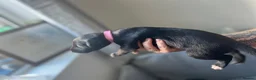 Whippet dogs for sale: KC registered whippet puppies  - Advert 6