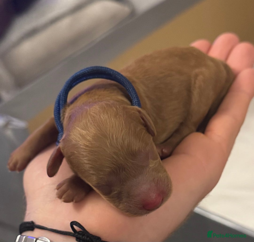 Cockapoo dogs for sale: Cockapoo Litter Due 25th January  - Advert 8