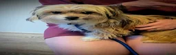 Mixed Breed dogs for adoption: Cherise 🩷 in Woodbridge - Advert 1