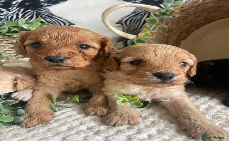 Cavapoo dogs - Advert 3