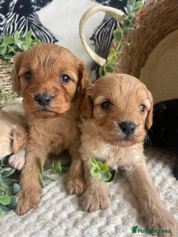 Cavapoo dogs - Advert 1