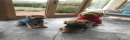Mini Goldendoodle dogs for sale: High quality miniature Goldendoodles - Advert 21