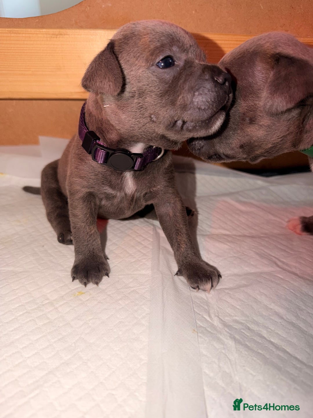 Staffordshire Bull Terrier dogs for sale: 💙Blue x Rare Fawn Staffordshire Bull Terrier Pups - Advert 38