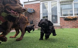 Cockapoo dogs for sale: We have Four Beautiful Cockerpoo Puppies Available - Image 15