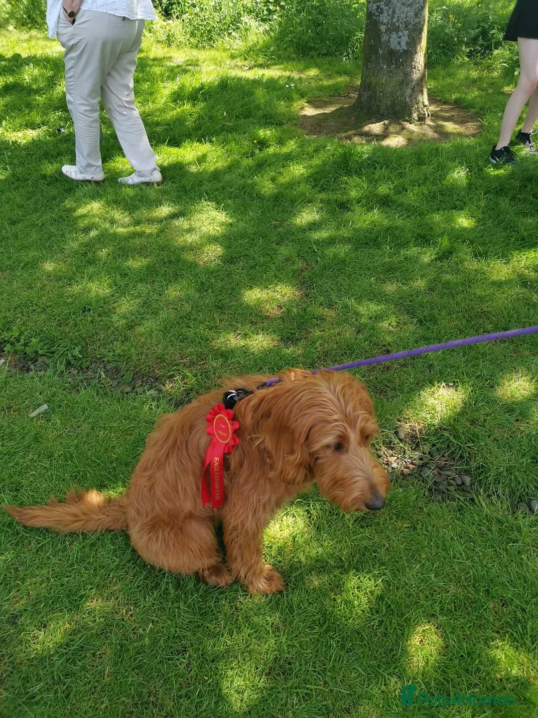 Labradoodle dogs for stud: Bailey the stud  in Glasgow - Advert 18