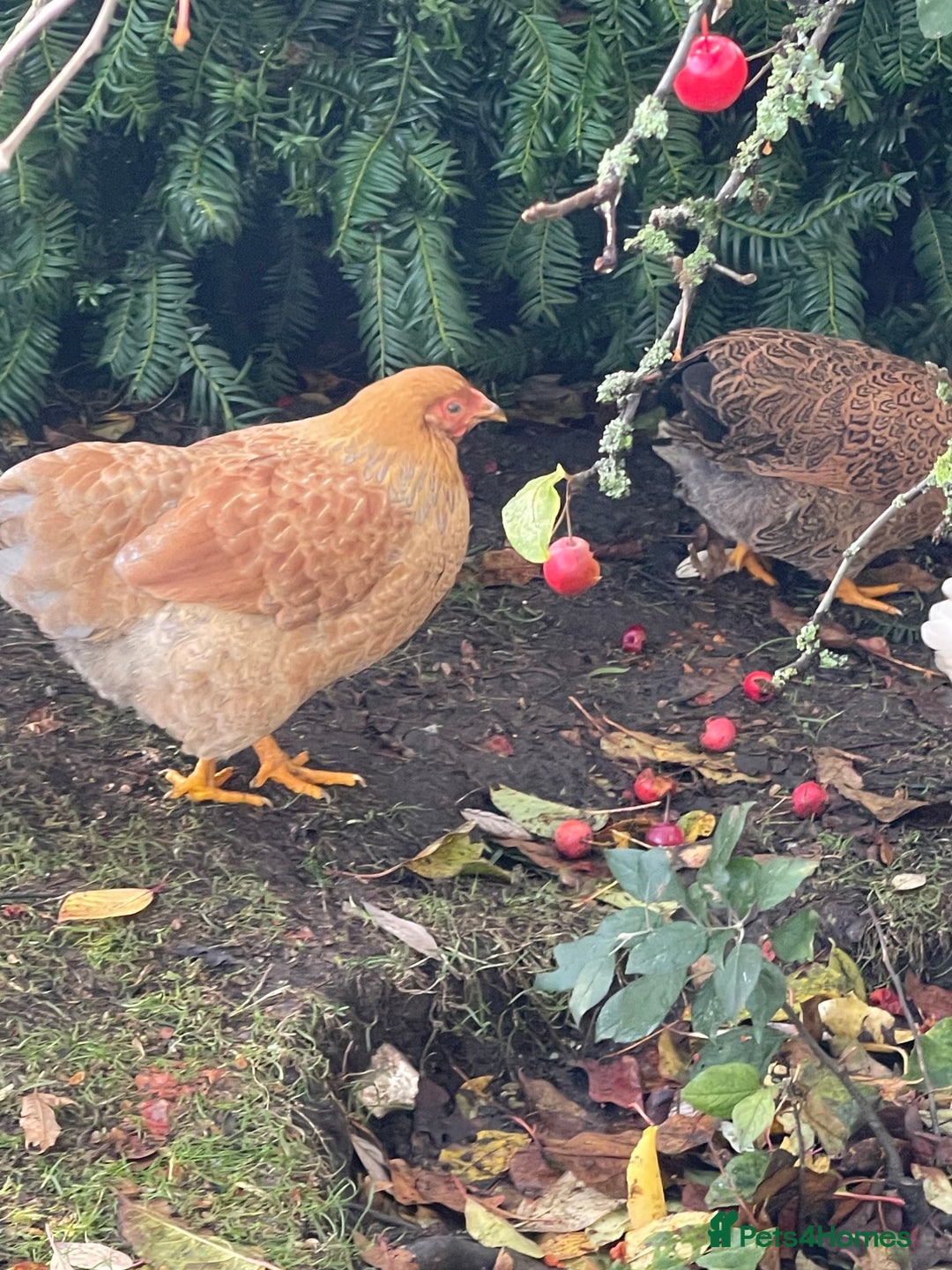 Chickens poultry for sale: BANTAM WYANDOTTE HENS, COCKERELS & TRIOS - Image 12