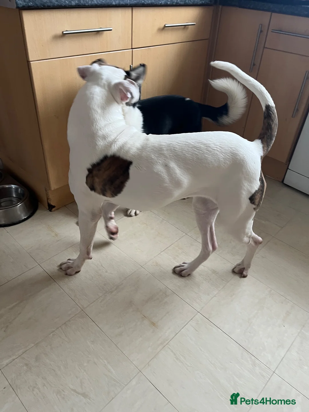 American Bulldog dogs for sale: American bulldog female  in Liverpool - Advert 5
