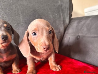 Miniature Dachshund dogs Beautiful smooth hair miniature dachshund - Advert 5