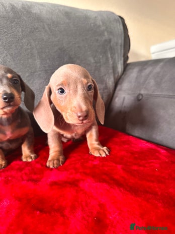Miniature Dachshund dogs Beautiful smooth hair miniature dachshund - Advert 3