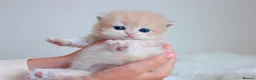 British Shorthair cats for sale: Lilac Chinchilla Longhair Boy  - Advert 7
