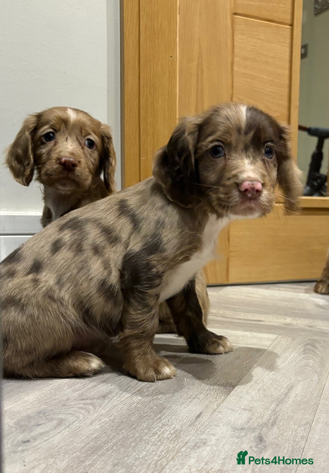 Cocker Spaniel dogs for sale: 🐶 KC Registered Cocker Spaniel Pups 🐶  - Advert 10