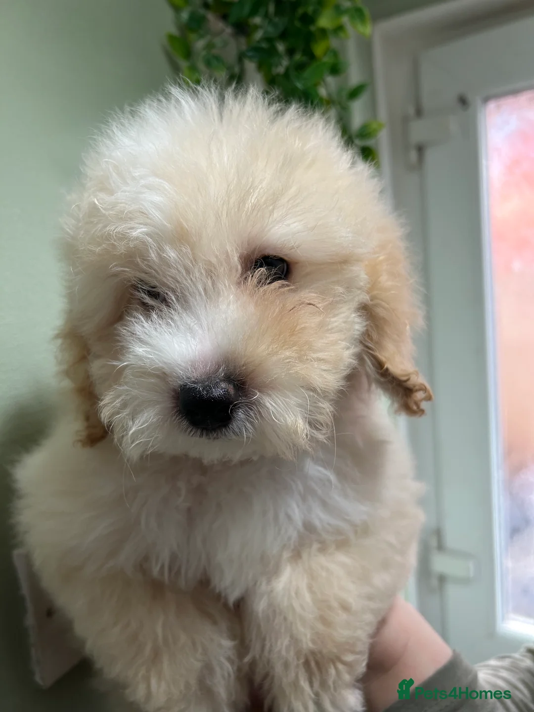Cavapoo dogs for sale: BEAUTIFUL TOY CAVAPOOS - Advert 4
