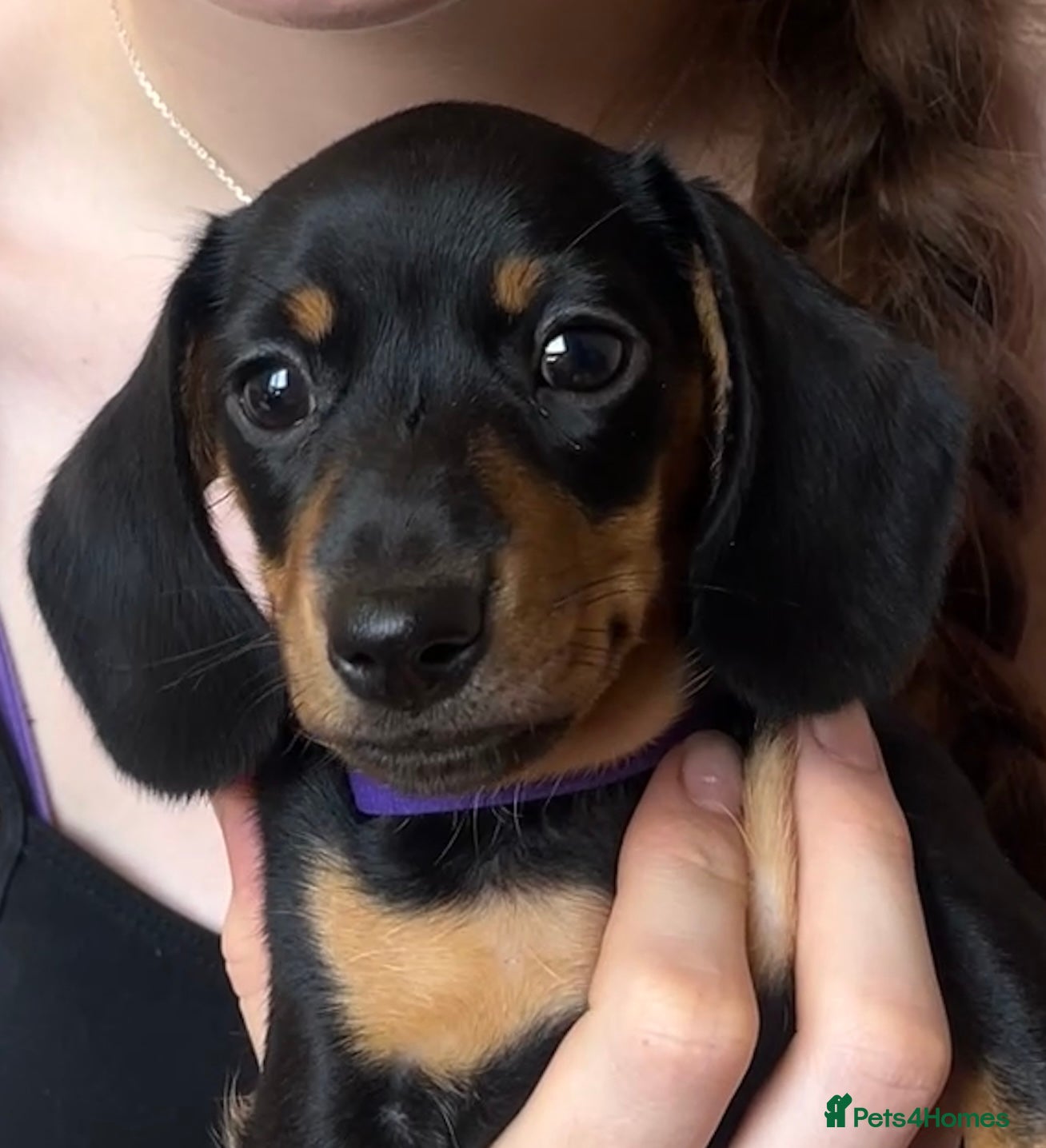 Miniature Dachshund dogs Black & Tan Miniature Dachshund bitch puppy - Advert 16