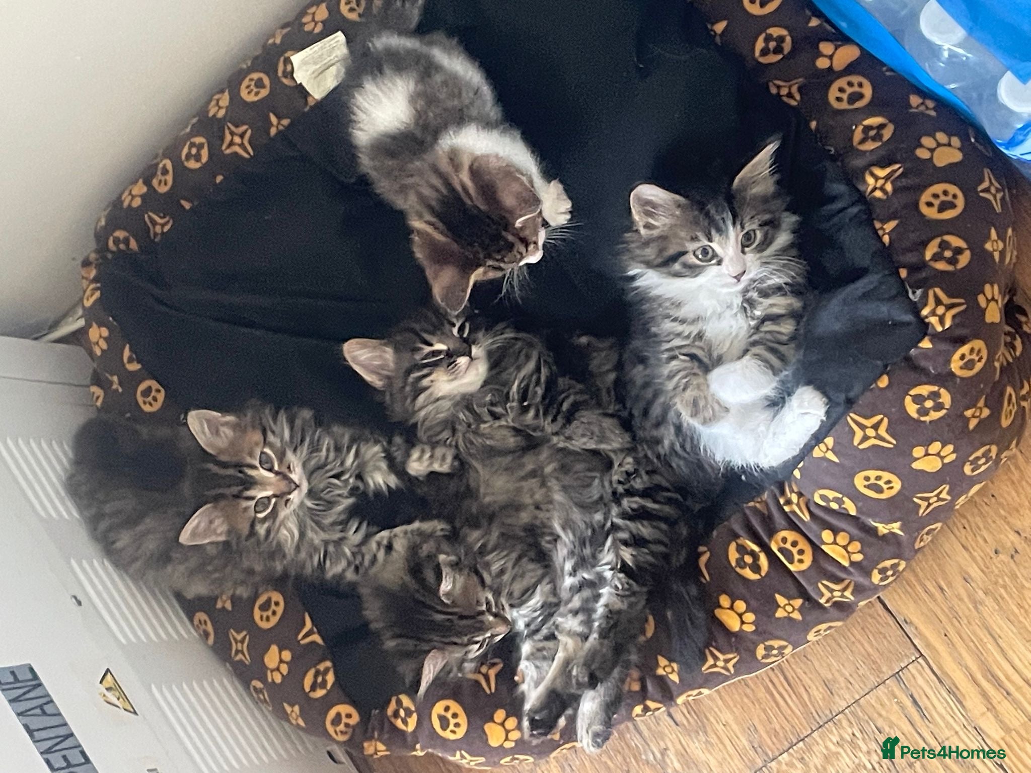 Mixed Breed cats for sale: 3 adorable kittens for sale  - Advert 2