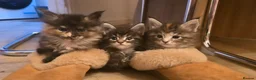 Maine Coon cats for sale: Maine coon kittens in Dundee - Advert 5