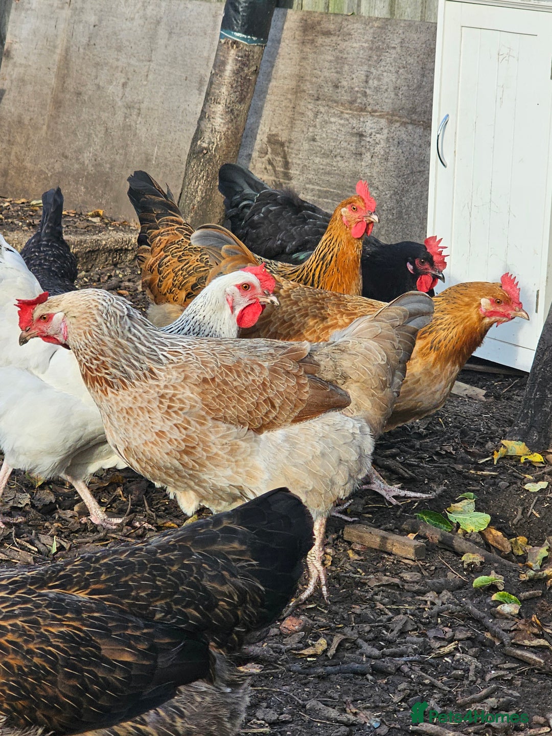 Chickens poultry for sale: Lovely Chickens for Sale –  Just Started Laying - Image 12