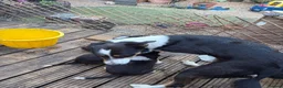 Border Collie dogs for sale: Boarder collie  - Advert 13