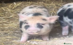 Pig livestock for sale: Two Adorable Micro Piglets Juliana,s - Image 4