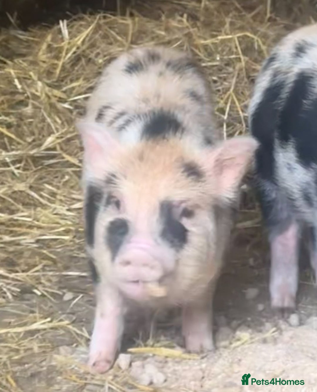 Pig livestock for sale: Two Adorable Micro Piglets Juliana,s - Image 4