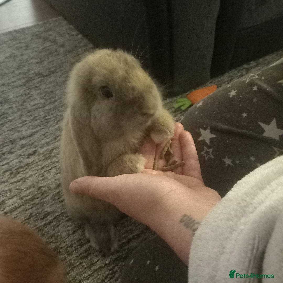 Mini Lop rabbits for sale: Mini lop bunnies for sale - Advert 3
