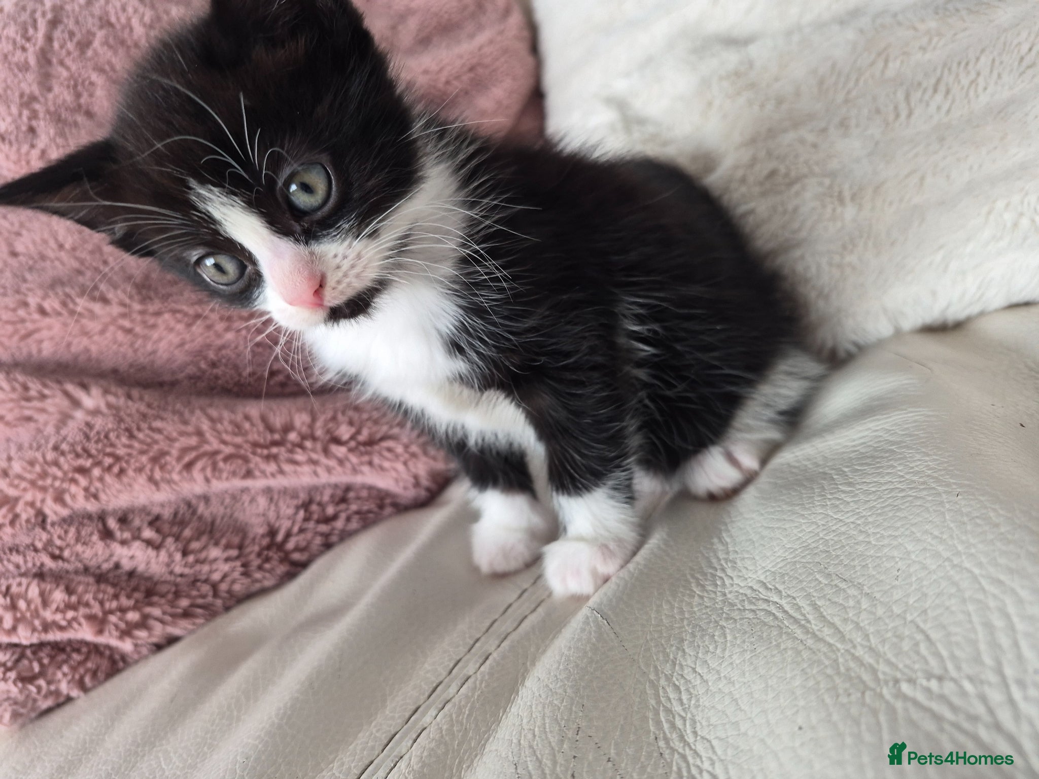 Mixed Breed cats Lovely girl kitten - Advert 13