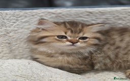 British Longhair cats for sale: GCCF Registered British Longhaired Kittens  - Image 1