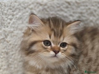 British Longhair cats - Advert 1