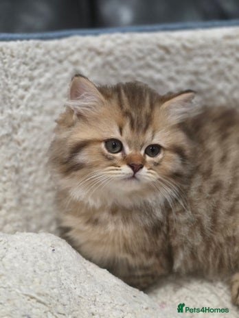 British Longhair cats - Advert 1