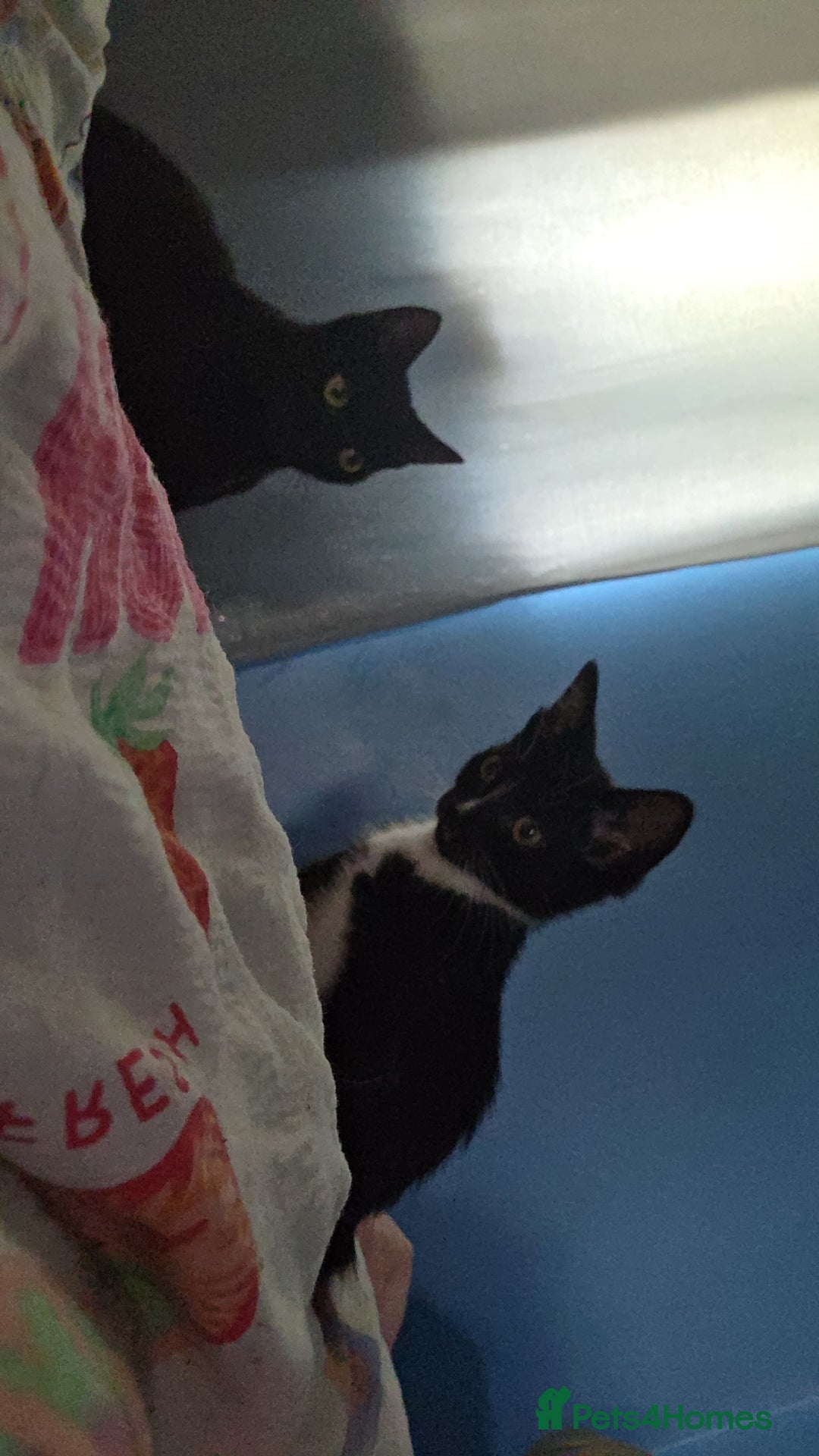 Bombay cats for sale: my 2 cats and kitten for sale - Image 1
