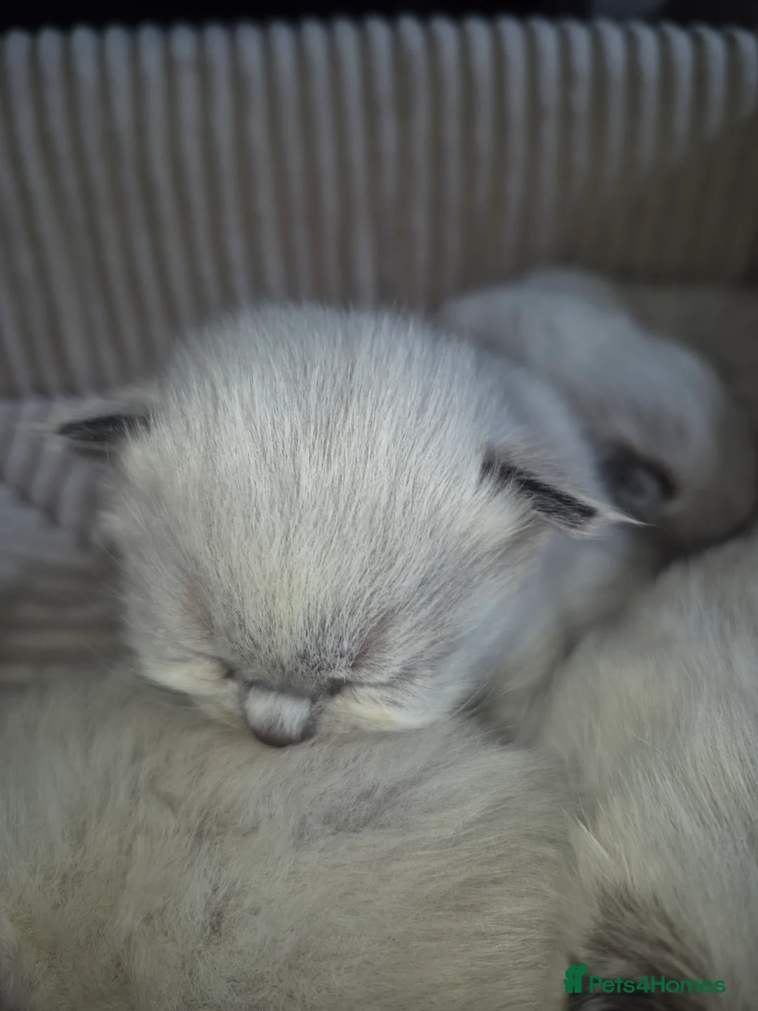 Ragdoll cats for sale: GCCF Reg. Ragdoll kittens Champion lines in Bedford - Advert 2